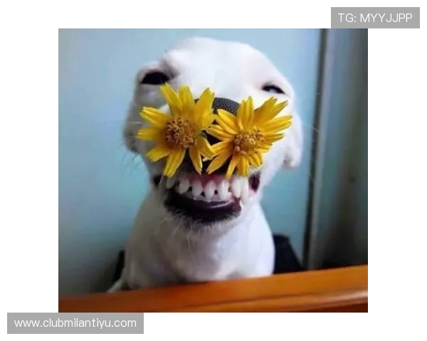 ued体育网页版登陆常见问题及解决方案帮助新手用户顺利注册登录享受优质体育服务 ued体育网页版登陆常见问题及解决方案帮助新手用户顺利注册登录享受优质体育服务