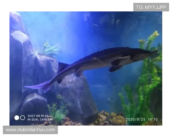 博鱼app官网最新版本下载安装指南帮助玩家轻松注册畅玩