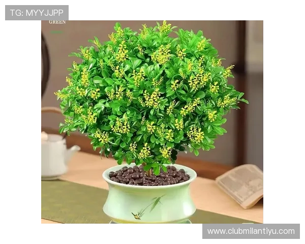 米兰开花时间:春季花卉盛开期及秋季花卉观赏最佳时间介绍 米兰开花时间:春季花卉盛开期及秋季花卉观赏最佳时间介绍